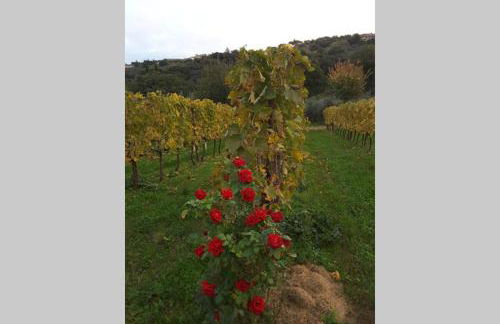 wine apartment le sedici - Foto 22