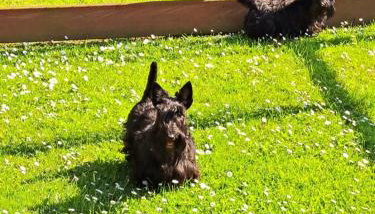 Swallows Nest Stanbury Wharf - Foto 2, Garden