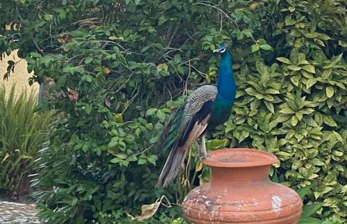 Aveiro Maias Village - CASA DA ROSA - Foto 16