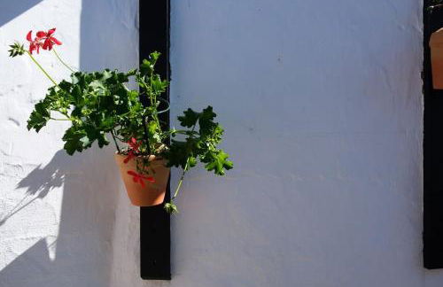 Finca Martina - Foto 41