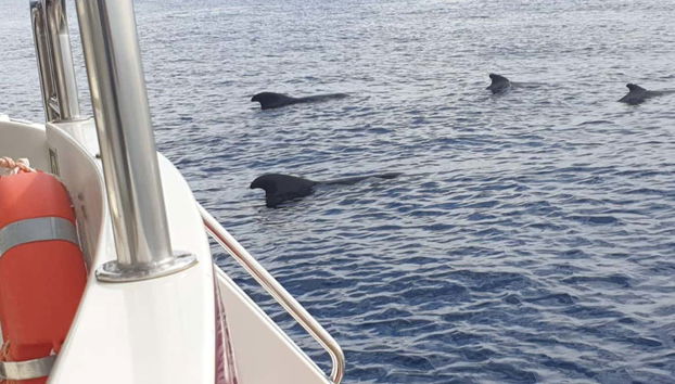 Delfines acercándose a la embarcación