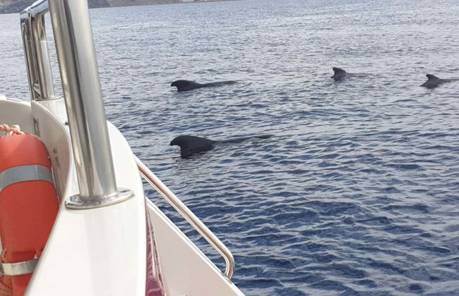 Los Cristianos Whale + Dolphin Watching Boat Tour - Photo 5