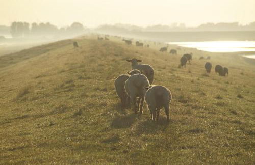Nordseeurlaub im hochwertigen Feriendomizil Rosenhuus mit Sauna und Kamin im idyllischen Butjadingen - Foto 35