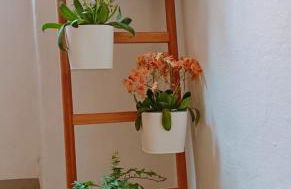 Vien mequé - Photo 21