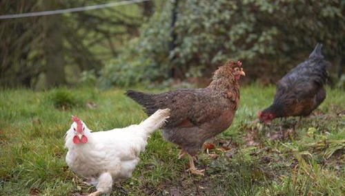 Craigievern Cottage - Foto 2, Garden