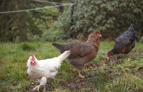 Craigievern Cottage - Foto 2