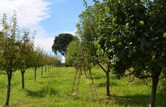 Agriturismo Dondino - Foto 37