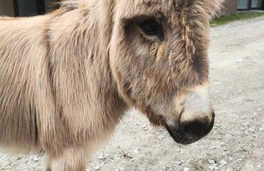 Tapada das Carvalhas - Foto 13