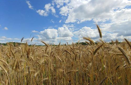 Masuria Warsaw Family - dom na wyłączność - w lesie i przy rzece - 15 min od Warszawy - idealny dla rodzin z dziećmi - Foto 47