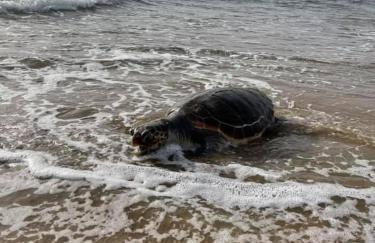 Villa Anastasia! in STROFYLIA pine FOREST!!! - Foto 66