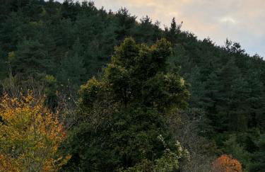 La central de Azparren, junto a la Selva de Irati - Foto 7