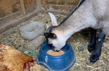 Gite 1er Cru - La Loubertine - Foto 13