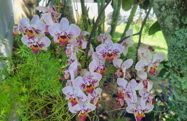 Chácara Cantinho dos Sonhos - Foto 52