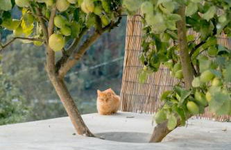 Douro Rural Home - Foto 38