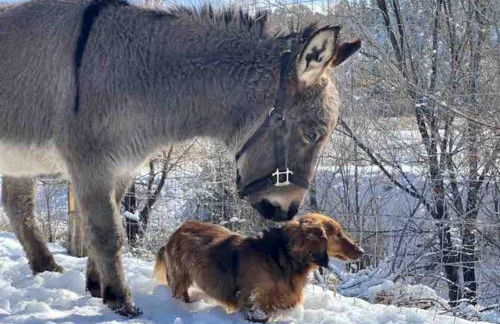 Log Casita Overlooking Pond and Waterfall near Taos, New Mexico - Foto 50