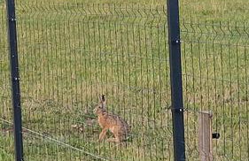 W Szczerym Polu - Foto 32