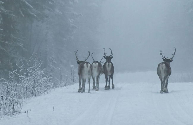 Cozy Stuga With Mountain & Northern Lights View - Photo 10