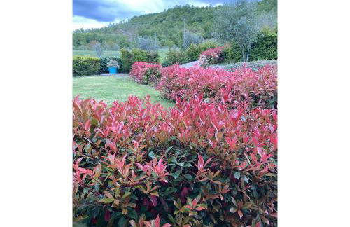 Foresteria San Leo - Foto 27