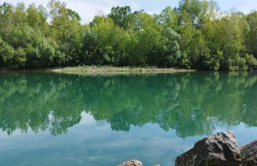 Helianthus - Photo 49