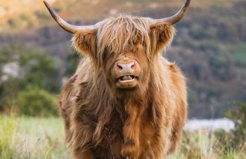 Loch Ness Cottage - Foto 31