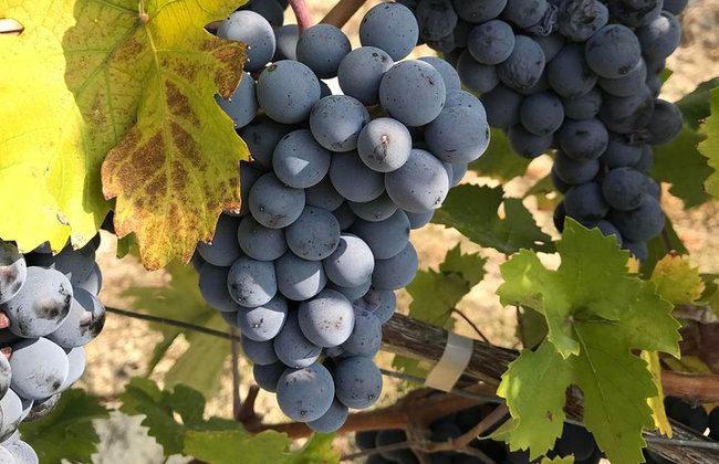 Dégustation de vins avec le producteur Visite la cave e vignoble - Photo 17