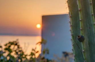 Cactus Guesthouse, Κίνι Συρος - Photo 36