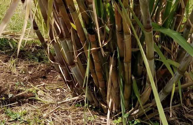 Casale Della Pergola Eco-friendly by the sea - Foto 40