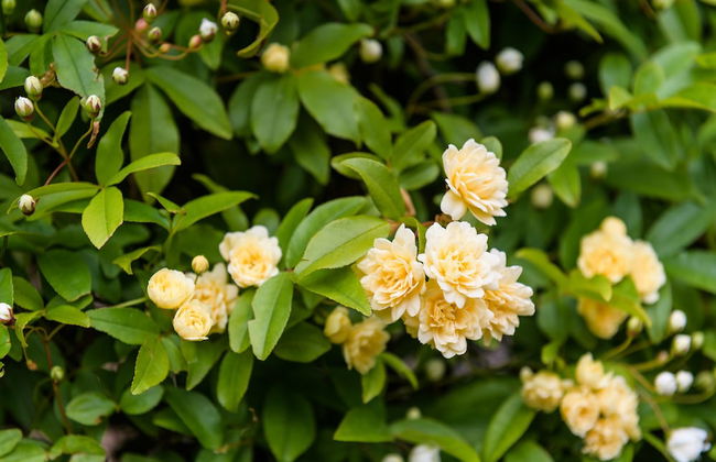 Federation Gardens & Possums Hideaway - Foto 67