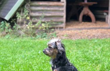 Hundeurlaub im Tiny House im Wald - Foto 59