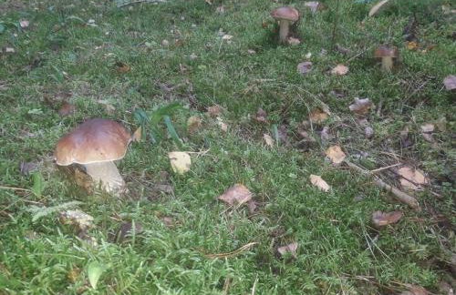 Komfortowy dom wakacyjny dla kilku rodzin - Foto 7