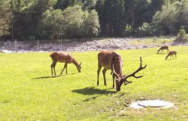 Casa Lausen - Foto 68