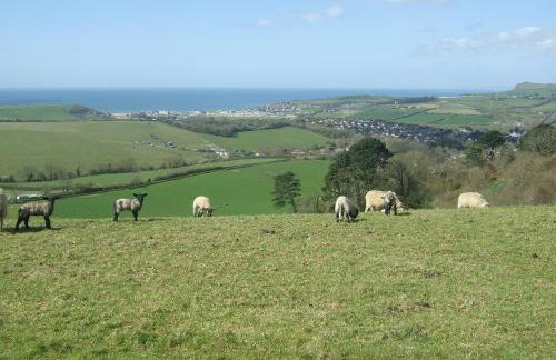 Buzzards - 8235 - Foto 13