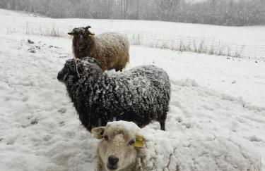 Chalet la Cabane d'Ernestine, petit-déjeuner inclus - Foto 56