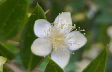Il giardino sull'isola - Appartamento - Bergeggi - Foto 31