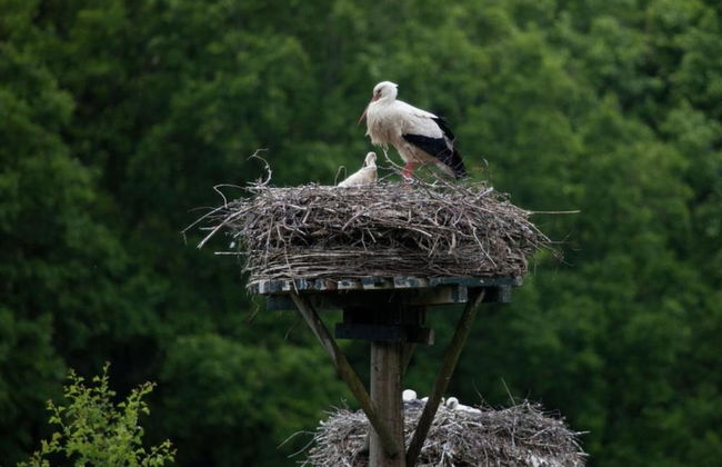 Holiday Lodge in Staphorst With Pool Access - Photo 36
