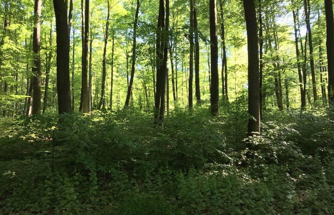 Holiday Flat With Terrace in the Westerwald - Foto 25