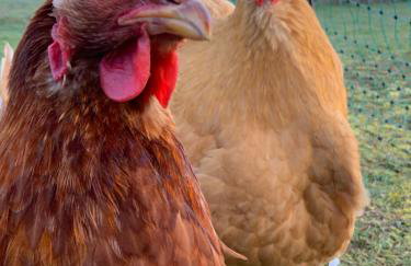 Hencoop 2 room apartment kitchen bathroom and optional Sauna - Photo 16