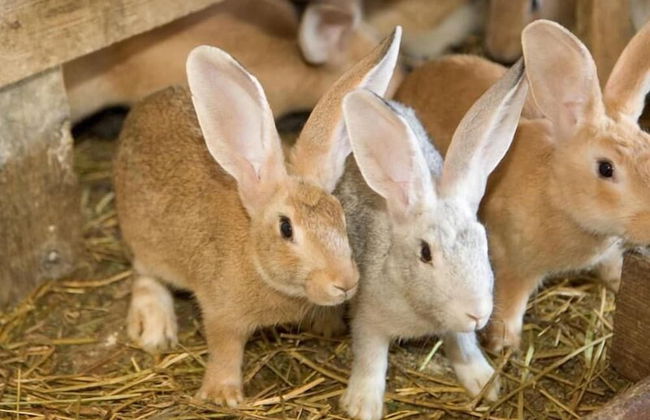 Agriturismo Le Bucoliche - Foto 33