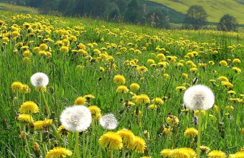 Ferienwohnung Waldstraße - Foto 17