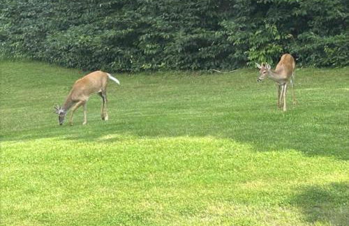Private, Quiet Vermont Studio With Mountain Views - Foto 5