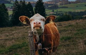 NEU FeWo Rottachblick - Foto 40