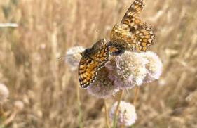 El Telar Arte y Naturaleza - Foto 10