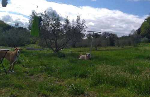 Podere Vinciguerra 39 - Foto 39