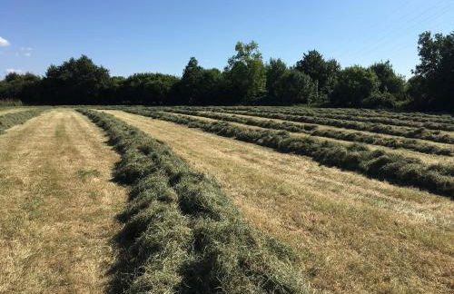 Ferienhof Schulz - Foto 15