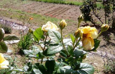 Agriturismo Bellavista - Foto 18