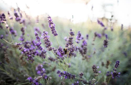 Kräutererbe Bacherhof - Photo 6