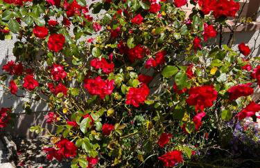 La Bella Vita - Foto 22