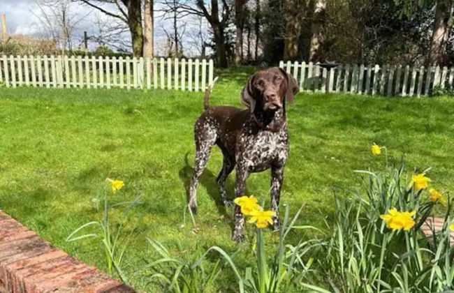 Log Burner and Beamed Ceilings-king Size Bed - Foto 19