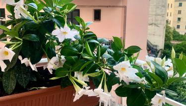 Casa Citro - Photo 3