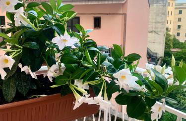 Casa Citro - Photo 3